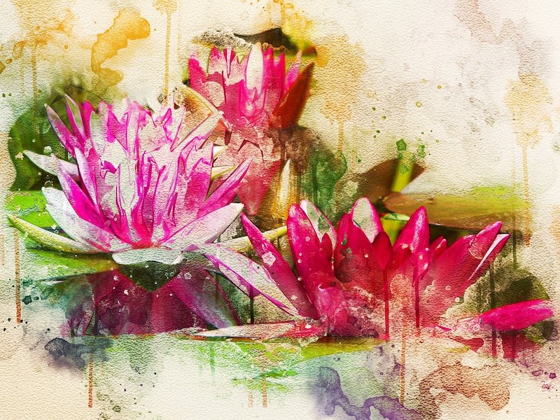 waterlily